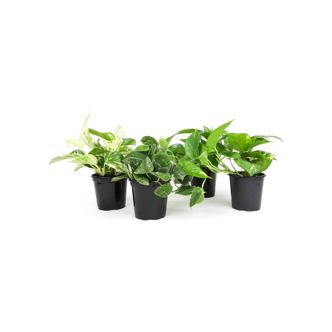 Live Pothos Plants