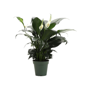 Holiday EMarket Blog Covers 6 300x300